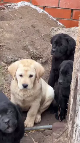 Sadece Sevgi Verin Onalara yeter 🤲🤲💥💥#kopekleriseviyorum #hayvansevgisi #sokakhayvanları  #keşfet  #keşfetteyizzz 