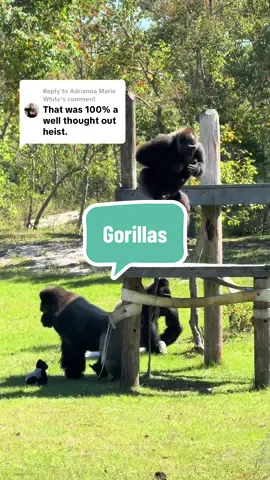 Replying to @Adrianna Marie White pretty much 