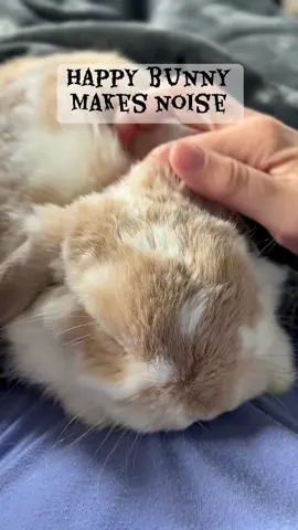 Vocal bunny! #rabbit #bunny #cute #pet #animals 