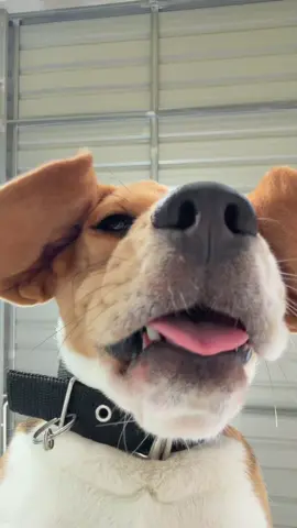 ตื่นน my friend  ตื่นนนน #เด็กชายข้าวกล่อง #ข้าวกล่องหมาดื้อ #บีเกิ้ลเป็นหมาตลก #บีเกิ้ล 