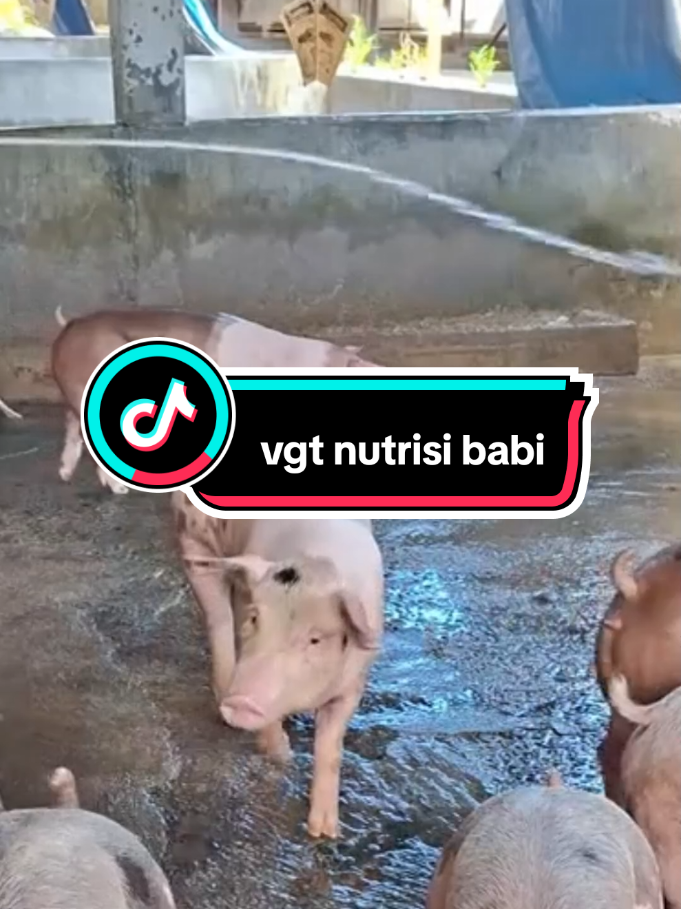 saatnya pakai nutrisi ini untuk kesehatan babi anda.  #vgt #nutrisi #babi #pakanbabi #fyp 