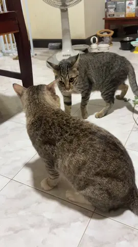 #คุณกำลังเครียดอยู่รึเปล่า #คลิปแมว #แมวน่ารัก 