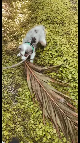 My fav lil ausshole #ausshole #aussie #australianshepherd #Goose 