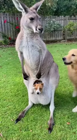 Kangaroo steals a puppy