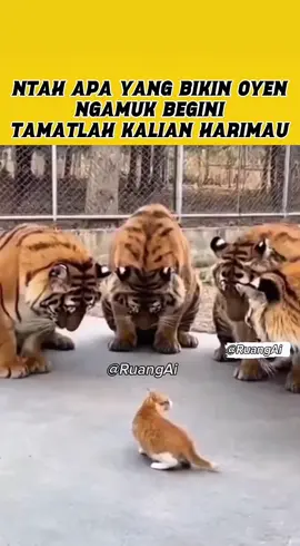 Tamatlah sudah kalian harimau Udah bikin oyen ngamuk #viral #fyp #kucing #harimau