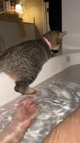 why did she fall like that #catvideos #catsoftiktok #dryerlint #fyp #viral