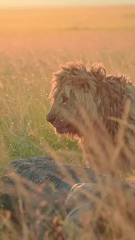 Nzuri 1/7 Topi Boys  Cr lesnafi #lionlover #saveanimals justiceforbrbs justiceforlorkulup justiceforolobor justicefororpadan justiceforoloisiadu #followers➕ #fyp #viral 
