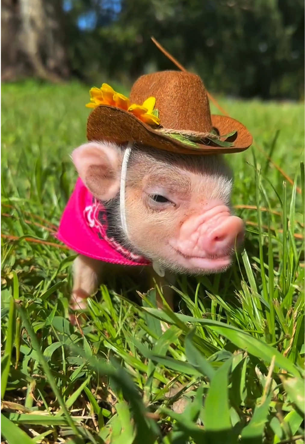 Dress up pig#pig #pigs 