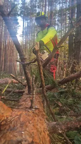 🌲🪵 #stihlchainsaw #chainsawman #forestry #stihl 