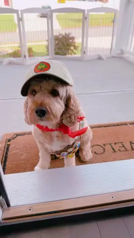 Can Teddy wear the same Halloween costume 2 years in a row?! 🥹🧸🤣 #disney #pixar #up #russell #wildernessexplorer       