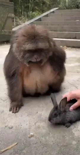 Adorable Xing Xing and cute rabbit #xingxing #monkey #beauty #brazil 