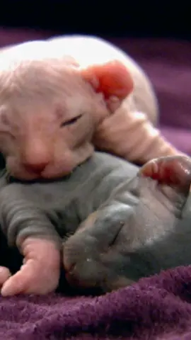 These kittens are already wearing their halloween costumes... they're going as aliens! 👽 #TooCute! #sphynx #cattok