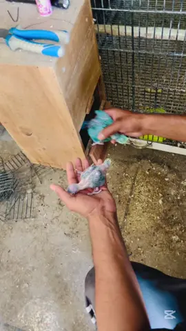 Boxes thora dair sa lagaien achi breed ati ha late lagana sa #creatorsearchinsights #foryoupagе#foryoupagе #foryoupagе #virel 