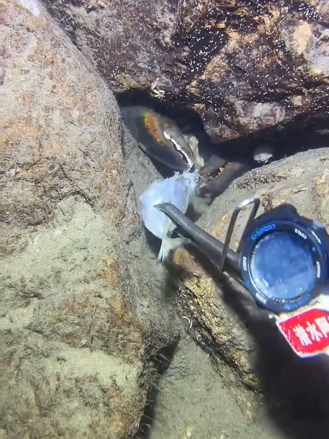 #fishing #deepsea #nemo #eels #diving #crab #lobster #beach #nature #sea #catchthesea