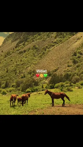 ❤️🌞💚#fyp #foryoupage #kurdistan #❤️🌞💚 #goviral 