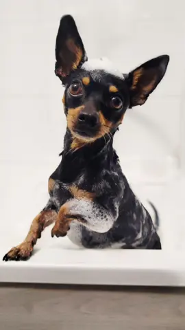 #CapCut ​#HalloweenDog #DogCostume #SherlockStyle #DogOfInstagram  