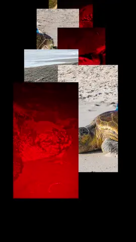 As this years tour de turtles race is coming to an end, vote for your favorite Tour de Turtles competitor in the comments below.  We will then tally the votes and award points to the turtles in 1st, 2nd and 3rd place for the Tour de Turtles People’s Choice Award🏆  Who will you vote for?! See a list of our competitors below and comment with your fave turtle!  Check them out on our bulletin board, tour de turtles videos from this year, and website, link in bio! You can also vote on Facebook, Instagram, and X.  Winnie Miso Speedy Crush Seartina Moana Riptide Ariel Cuperina III Esmeralda Nugget Turt Reynolds Pebbles Rush Clarissa Cobblecrumb Honu Wassaw Will Buddy Haven Sol Seayonce Billy Tingum • • • #vote #tourdeturtles #seaturtle #race #favorite 