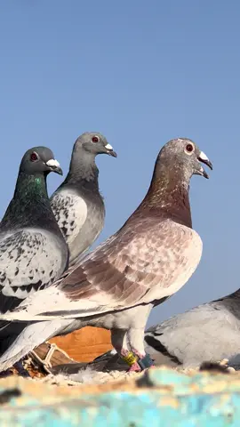 #ابوحاتم_الورد @ابوطوني 