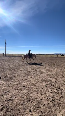 Legacy is a pretty cool cat! #rockinc4performancehorses #horsetraining #coltstartingdoneright 