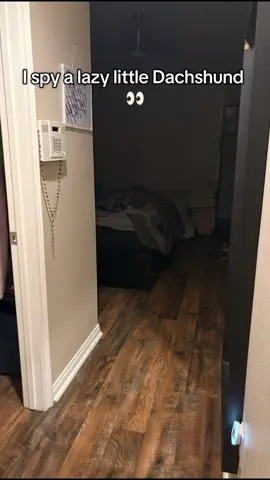 She usually follows me around in the morning when I’m getting ready for work but not today just lookin at me frm a distance 😂 #minidachshund #dogsoftiktok #fyp 