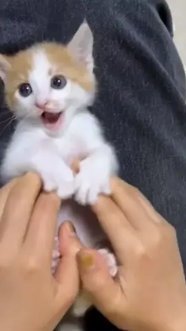 #cat #cute #catvideo #cutecat #funny 