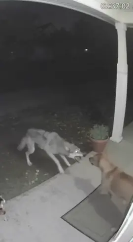 #dogsofttiktok #catsoftiktok #wolf #dog #cat 