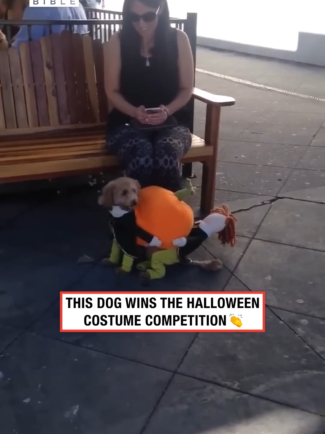 This dog wins Halloween 👏😅 (🎥: ViralHog)