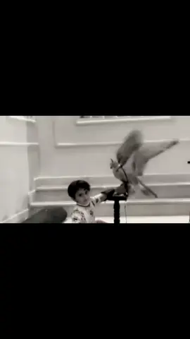 ‏صقار جديد + ‏قولوا ما شاء الله تبارك الله #الصقار_الخليج #ماشاءالله_تبارك_الله_اذكروا_الله 