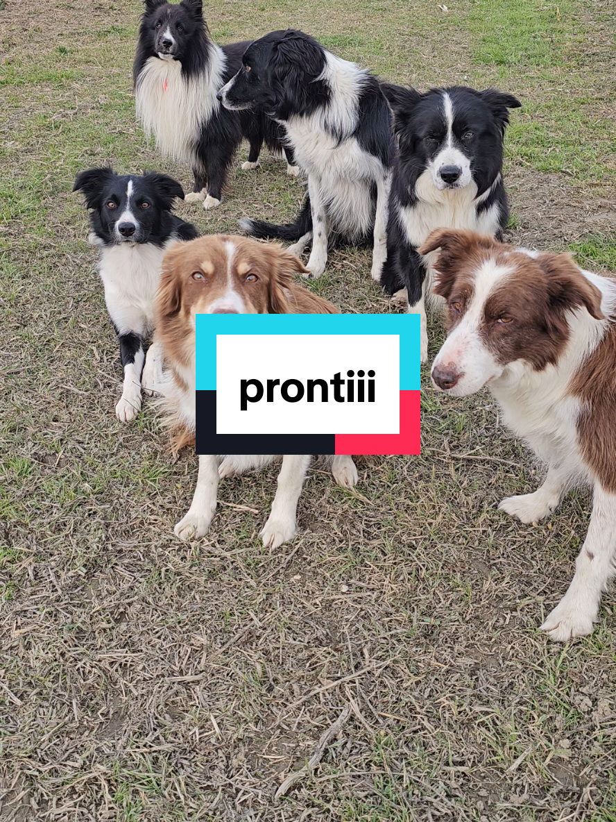 Tutti monelli, Fly una dolcezza ❤️ #bordercollie #shetlandsheepdog #Nhâtalino #dogtok 