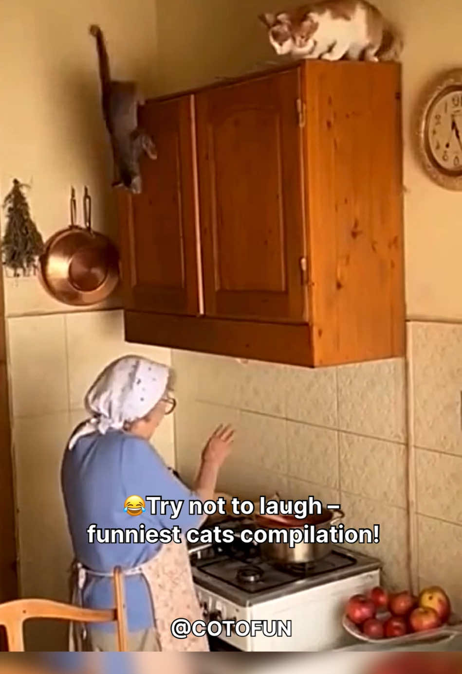 😂 Try not to laugh – funniest cats compilation! #gatosgraciosos #catlover #funnycats #adorable #comedy 