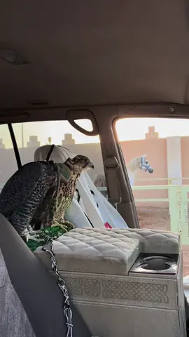 🤍🤍. #صقر #fyp #طير 
