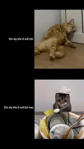 Làm gì có cô gái nào không biết rửa chén, chỉ là người yêu không để cô ấy rửa thôi #pet #cat #meo #meme 