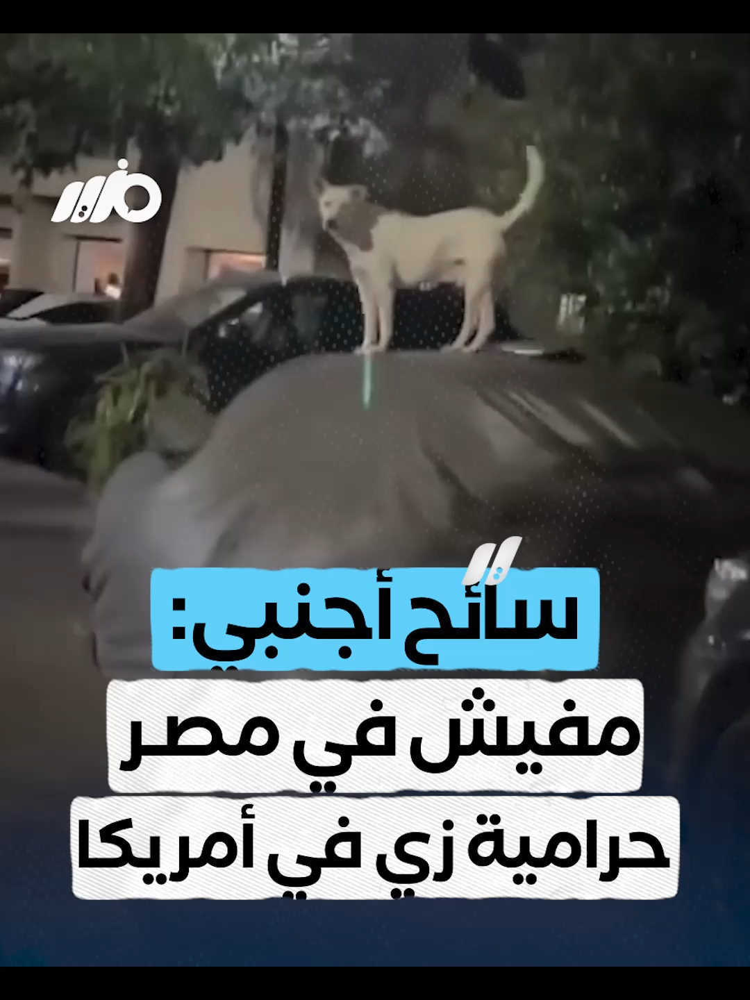 أثناء لعبه مع كلاب الشارع ليلًا.. سائح أجنبي: الأمان في #مصر سيد الموقف #مزيد