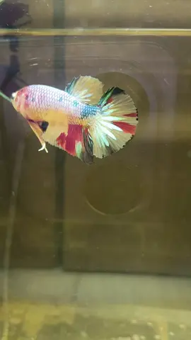 Jeemon bettafarm #JeeMon #ปลากัดสวยงามประเทศไทย #กลุ่มคนรักปลากัด #ปลากัดสวยงาม 