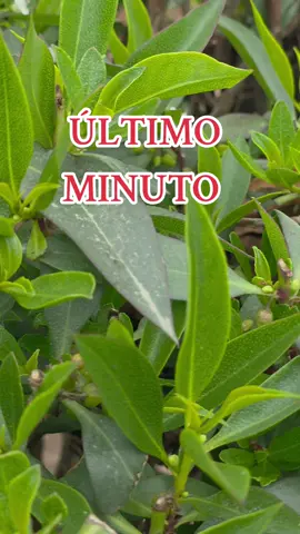 es solo bromita #feliz #paratiiiiiiiiiiiiiiiiiiiiiiiiiiiiiii #diadelasbrujas #diadelosa ntos #ultimahora 