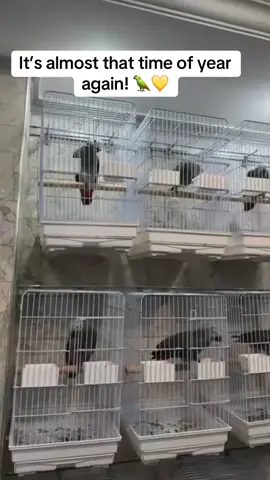 It's almost that time of the year again! Our beautiful parrots at Parrots Home Aviary have grown so fast — full of color, charm, and personality We're so proud of how far they've come, and it's always amazing watching them reach this stage. Message us for reservations and more information — we're happy to answer all your questions! #ParrotsHomeAviary #AfricanGrey #ParrotTok #FeatherFamily #Birdsoftiktok