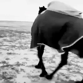 #4u #ابن_عادي_اشيباني 