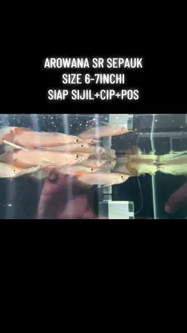 AROWANA SUPER RED SEPAUK..DAYUNG PADU EKOR BESAR  #arowana #arowanafish #arowanamalaysiangoldenbluebase #superredarowana #arowanamalaysia 