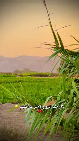 حركت الروح الامن فاركتهم🤎 #تصويري_احترافي_الاجواء👌🏻🕊😴 #سديره_الشرقاط_صلاح_الدين 