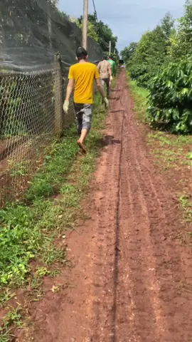 cuối vụ sầu riêng daklak rồi hẹn năm 2026#daklak#xuhuong#🤣🤣 