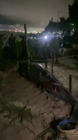 Cá ông trôi vào bờ biển nguyễn tất thành đà nẵng . Đêm khuya mà mn đi xem đông lắm lun á . 