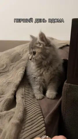 #котик #кошеня #catsoftiktok #kitten 