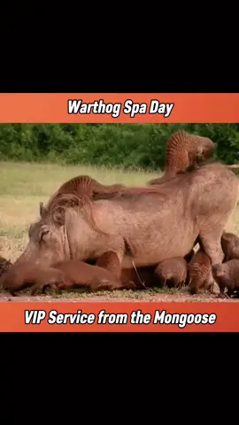 Warthog spa day: VIP service from mongooses. #fyp 