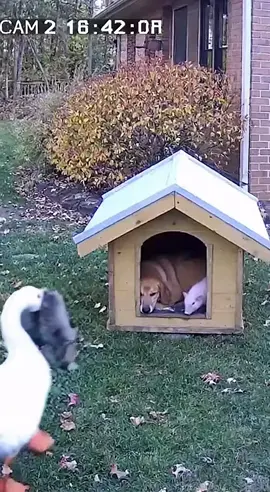 😂 Die Gans hat eine Katze für den Hund dabei, was sich die Gans wohl dabei gedacht hat? 😅 #sora #spaß #hund #fyp #tiere 