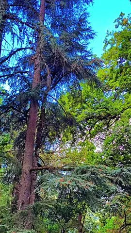 أجواء الخريف في غابة الإيدوغ  رائعة سرايدي  ، 🍂🌳💚 #annaba  #nature  #pourtoi  #seraidi_live 