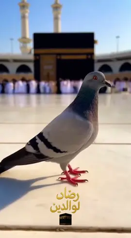 #رضاء_الوالدين 