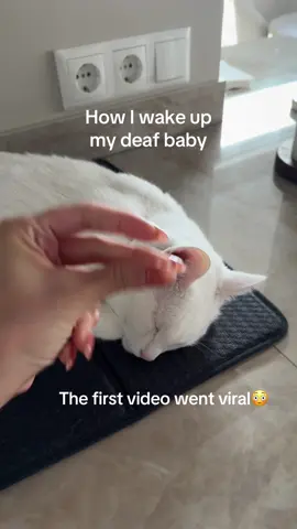The first video of me waking her up went viral!😳 So here is another video of our morning routine🥰 Show me your baby in the comments!😍 #fyp #foryoupagе #cat #catlover #kitten 