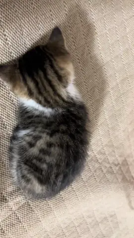 So cute #cutecat #pet #kucing #kitty #funny 