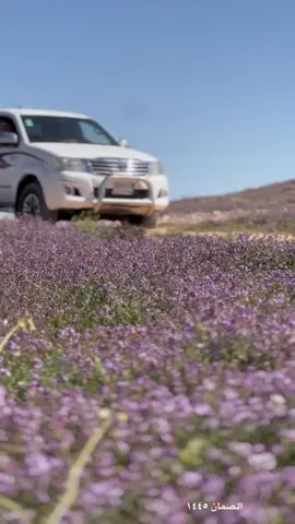 الصمان | #explore #مكشات #الصمان #الربيع #الوسم 