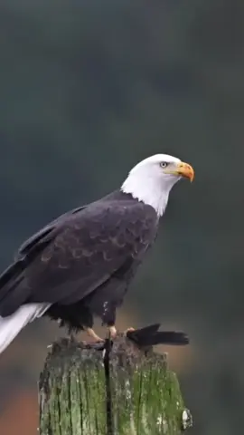 #اكسبلور #zako😎 #🦅 #🔥 #capcut 